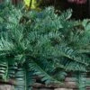 Creeping Japanese Plum Yew (Cephalotaxus Harringtonia 'Prostrata') - 2.5 Gallon Pot -Outlet Drip Mingle Store cephalotaxus harringtonia prostrata creeping japanese yew 32 4