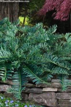 Creeping Japanese Plum Yew (Cephalotaxus Harringtonia 'Prostrata') - 6 Pack Of 1 Gallon Pots