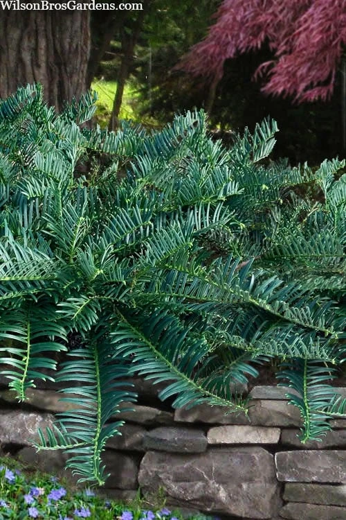 Creeping Japanese Plum Yew (Cephalotaxus Harringtonia 'Prostrata') - 6 Pack Of 1 Gallon Pots 3 Creeping Japanese Plum Yew (Cephalotaxus Harringtonia 'Prostrata') - 6 Pack Of 1 Gallon Pots