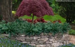 Creeping Japanese Plum Yew (Cephalotaxus Harringtonia 'Prostrata') - 2.5 Gallon Pot 13 Creeping Japanese Plum Yew (Cephalotaxus Harringtonia 'Prostrata') - 2.5 Gallon Pot -Outlet Drip Mingle Store cephalotaxus harringtonia prostrata creeping japanese yew 33 4