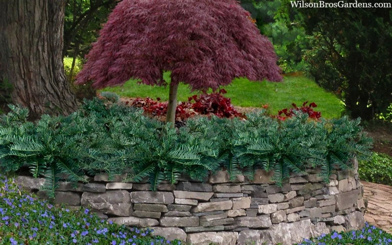 Creeping Japanese Plum Yew (Cephalotaxus Harringtonia 'Prostrata') - 6 Pack Of 1 Gallon Pots 6 Creeping Japanese Plum Yew (Cephalotaxus Harringtonia 'Prostrata') - 6 Pack Of 1 Gallon Pots - Image 4