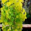 Golden Falls Weeping Redbud Tree - 3 Gallon Pot (3-4') -Outlet Drip Mingle Store cercis canadensis golden falls weeping redbud 3 2