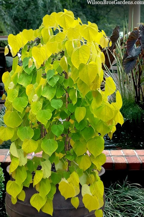 Golden Falls Weeping Redbud Tree - 5 Gallon Pot (4-5') 3 Golden Falls Weeping Redbud Tree - 5 Gallon Pot (4-5')