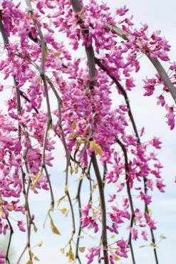 Golden Falls Weeping Redbud Tree - 3 Gallon Pot (2-3') -Outlet Drip Mingle Store cercis canadensis golden falls weeping redbud 4