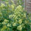 Chilean Hardy Willow Jessamine (Cestrum Parqui) - 2 Pack Of Quart Pots 2 Chilean Hardy Willow Jessamine (Cestrum Parqui) - 2 Pack Of Quart Pots -Outlet Drip Mingle Store cestrum parqui chilean hardy willow jessamine 4