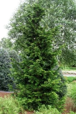 Slender Hinoki Cypress - 3 Gallon Pot (3-4') -Outlet Drip Mingle Store chamaecyparis obtusa gracilis slender hinoki cypress 101 1