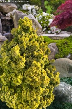 Golden Dwarf Hinoki Cypress - Chamaecyparis Obtusa 'Nana Lutea' - 3 Gallon Pot -Outlet Drip Mingle Store chamaecyparis obtusa nana lutea 100