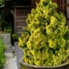 Golden Dwarf Hinoki Cypress - Chamaecyparis Obtusa 'Nana Lutea' - 2 Gallon Pot -Outlet Drip Mingle Store chamaecyparis obtusa nana lutea 102 1