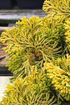Golden Dwarf Hinoki Cypress - Chamaecyparis Obtusa 'Nana Lutea' - 2 Gallon Pot 10 Golden Dwarf Hinoki Cypress - Chamaecyparis Obtusa 'Nana Lutea' - 2 Gallon Pot -Outlet Drip Mingle Store chamaecyparis obtusa nana lutea 103 1
