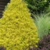 Gold Mop Threadleaf Cypress - 1 Gallon Pot 1 Gold Mop Threadleaf Cypress - 1 Gallon Pot -Outlet Drip Mingle Store chamaecyparis pisifera gold mop cypress 100 1