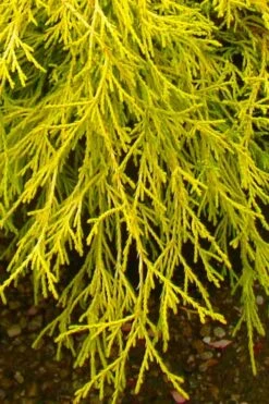 Gold Mop Threadleaf Cypress - 6 Pack Of 1 Gallon Pots -Outlet Drip Mingle Store chamaecyparis pisifera gold mop cypress 102
