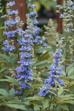 Blue Chaste Tree - Vitex Agnus-castus - 3 Gallon Pot -Outlet Drip Mingle Store chaste tree blue 103
