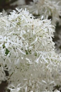 China Snow Chinese Fringe Tree (Chionanthus Retusus) - 7 Gallon Pot (6-7') 13 China Snow Chinese Fringe Tree (Chionanthus Retusus) - 7 Gallon Pot (6-7') -Outlet Drip Mingle Store chionanthus retusus china snow chinese fringe tree 1
