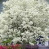 China Snow Chinese Fringe Tree (Chionanthus Retusus) - 7 Gallon Pot (6-7') 1 China Snow Chinese Fringe Tree (Chionanthus Retusus) - 7 Gallon Pot (6-7') -Outlet Drip Mingle Store chionanthus retusus china snow chinese fringe tree 4