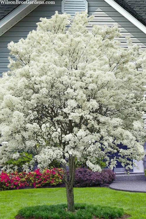 China Snow Chinese Fringe Tree (Chionanthus Retusus) - 7 Gallon Pot (6-7') 3 China Snow Chinese Fringe Tree (Chionanthus Retusus) - 7 Gallon Pot (6-7')