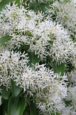 China Snow Chinese Fringe Tree (Chionanthus Retusus) - 7 Gallon Pot (6-7') 11 China Snow Chinese Fringe Tree (Chionanthus Retusus) - 7 Gallon Pot (6-7') -Outlet Drip Mingle Store chionanthus retusus china snow chinese fringe tree 5