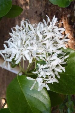 Tokyo Tower Chinese Fringe Tree (Chionanthus Retusus) - 7 Gallon Pot (5-6') 13 Tokyo Tower Chinese Fringe Tree (Chionanthus Retusus) - 7 Gallon Pot (5-6') -Outlet Drip Mingle Store chionanthus retusus tokyo tower chinese fringe tree 4 1