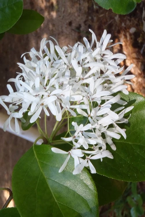 China Snow Chinese Fringe Tree (Chionanthus Retusus) - 7 Gallon Pot (6-7') 7 China Snow Chinese Fringe Tree (Chionanthus Retusus) - 7 Gallon Pot (6-7') - Image 5