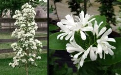 Tokyo Tower Chinese Fringe Tree (Chionanthus Retusus) - 3 Gallon Pot 14 Tokyo Tower Chinese Fringe Tree (Chionanthus Retusus) - 3 Gallon Pot -Outlet Drip Mingle Store chionanthus retusus tokyo tower chinese fringe tree 6 1