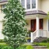 Tokyo Tower Chinese Fringe Tree (Chionanthus Retusus) - 3 Gallon Pot 2 Tokyo Tower Chinese Fringe Tree (Chionanthus Retusus) - 3 Gallon Pot -Outlet Drip Mingle Store chionanthus retusus tokyo tower chinese fringe tree 7 1