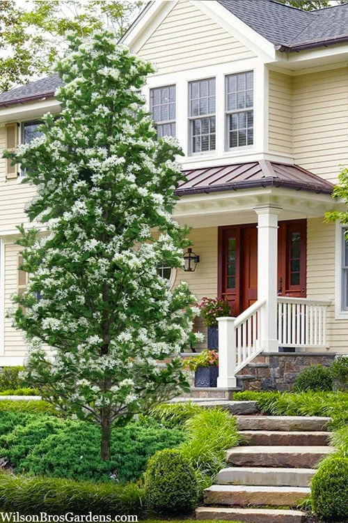 Tokyo Tower Chinese Fringe Tree (Chionanthus Retusus) - 3 Gallon Pot 3 Tokyo Tower Chinese Fringe Tree (Chionanthus Retusus) - 3 Gallon Pot