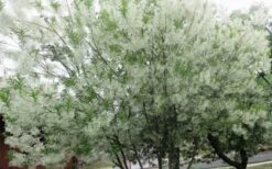 Grancy Graybeard - White Fringe Tree - 1 Gallon Pot -Outlet Drip Mingle Store chionanthus virginicus grancy greybeard multi stem tree 4