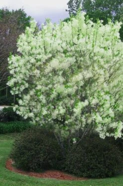 Grancy Graybeard - White Fringe Tree - 1 Gallon Pot -Outlet Drip Mingle Store chionanthus virginicus grancy greybeard multi stem tree 5