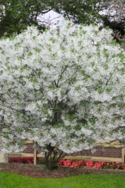 Grancy Graybeard - White Fringe Tree - 1 Gallon Pot -Outlet Drip Mingle Store chionanthus virginicus grancy greybeard multi stem tree 6