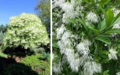 Grancy Graybeard - White Fringe Tree - 7 Gallon Pot (2-3') -Outlet Drip Mingle Store chionanthus virginicus grancy greybeard single stem tree 1