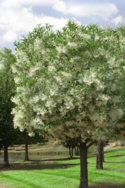 Grancy Graybeard - White Fringe Tree - 7 Gallon Pot (2-3') -Outlet Drip Mingle Store chionanthus virginicus grancy greybeard single stem tree 2
