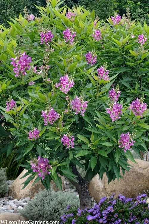 El Nino Desert Orchid (Chitalpa) - 3 Pack Of Quart Pots 6 El Nino Desert Orchid (Chitalpa) - 3 Pack Of Quart Pots - Image 4