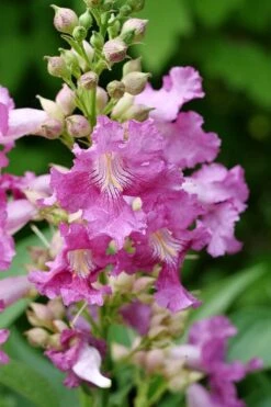 El Nino Desert Orchid (Chitalpa) - 3 Gallon Pot -Outlet Drip Mingle Store chitalpa el nino desert orchid 2