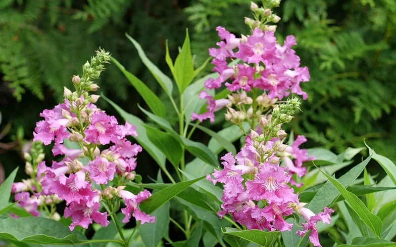 El Nino Desert Orchid (Chitalpa) - 3 Pack Of Quart Pots 10 El Nino Desert Orchid (Chitalpa) - 3 Pack Of Quart Pots - Image 8