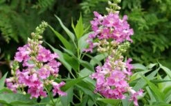 El Nino Desert Orchid (Chitalpa) - 3 Gallon Pot -Outlet Drip Mingle Store chitalpa el nino desert orchid 3