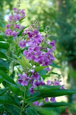 El Nino Desert Orchid (Chitalpa) - 3 Pack Of Quart Pots 16 El Nino Desert Orchid (Chitalpa) - 3 Pack Of Quart Pots -Outlet Drip Mingle Store chitalpa el nino desert orchid 6 1