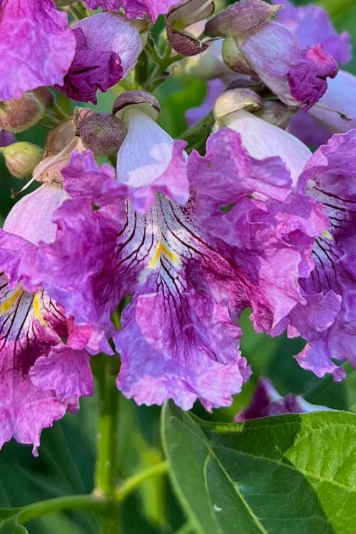 El Nino Desert Orchid (Chitalpa) - 3 Pack Of Quart Pots 3 El Nino Desert Orchid (Chitalpa) - 3 Pack Of Quart Pots