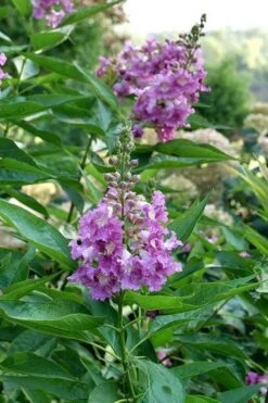 El Nino Desert Orchid (Chitalpa) - 3 Gallon Pot -Outlet Drip Mingle Store chitalpa el nino desert orchid 8