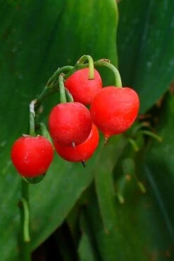 Bordeaux Lily Of The Valley (Convallaria) - 1 Gallon Pot -Outlet Drip Mingle Store convallaria majalis bordeaux lily of the valley 2