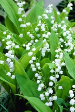 Bordeaux Lily Of The Valley (Convallaria) - 1 Gallon Pot -Outlet Drip Mingle Store convallaria majalis bordeaux lily of the valley 3