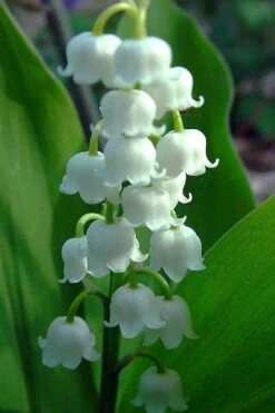 Bordeaux Lily Of The Valley (Convallaria) - 1 Gallon Pot