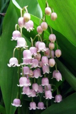 Pink Lily Of The Valley (Convallaria Majalis 'Rosea') - 1 Gallon Pot -Outlet Drip Mingle Store convallaria majalis rosea pink lily of the valley 1