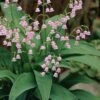Pink Lily Of The Valley (Convallaria Majalis 'Rosea') - 1 Gallon Pot -Outlet Drip Mingle Store convallaria majalis rosea pink lily of the valley 2