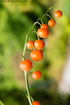 Pink Lily Of The Valley (Convallaria Majalis 'Rosea') - 1 Gallon Pot -Outlet Drip Mingle Store convallaria majalis rosea pink lily of the valley 5