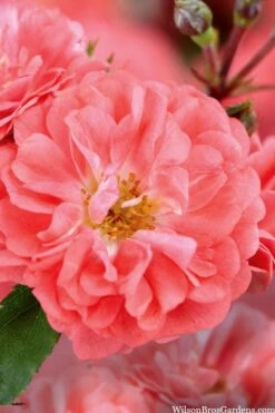 Coral Drift Groundcover Rose - 3 Gallon Pot -Outlet Drip Mingle Store coral drift rose 101