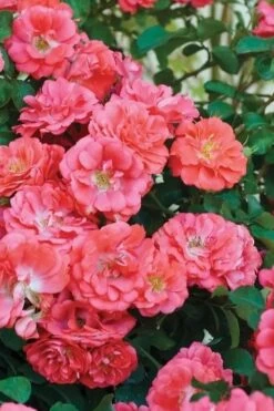 Coral Drift Groundcover Rose - 3 Gallon Pot -Outlet Drip Mingle Store coral drift rose 102