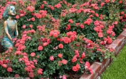 Coral Drift Groundcover Rose - 3 Gallon Pot -Outlet Drip Mingle Store coral drift rose 104