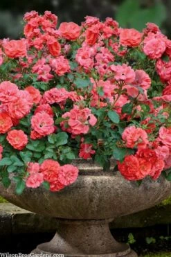 Coral Drift Groundcover Rose - 3 Gallon Pot