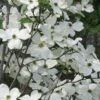 Jean's Appalachian Snow White Dogwood Tree - 7 Gallon Pot (5-6') -Outlet Drip Mingle Store cornus florida jeans appalachian snow white dogwood 3 1