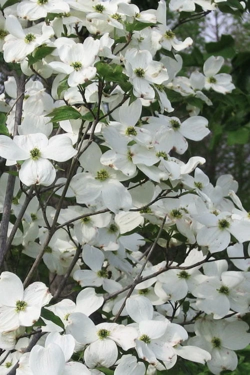 Jean's Appalachian Snow White Dogwood Tree - 7 Gallon Pot (5-6') 3 Jean's Appalachian Snow White Dogwood Tree - 7 Gallon Pot (5-6')