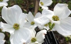 Jean's Appalachian Snow White Dogwood Tree - 7 Gallon Pot (4-5') -Outlet Drip Mingle Store cornus florida jeans appalachian snow white dogwood 4